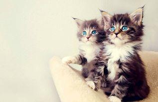 娱乐吃瓜小猫咪视频在线观看,小猫咪吃瓜视频，萌态十足，在线观看必笑