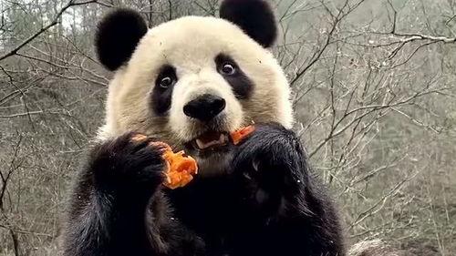 娱乐吃瓜大熊猫视频大全,萌态百出，欢乐无限
