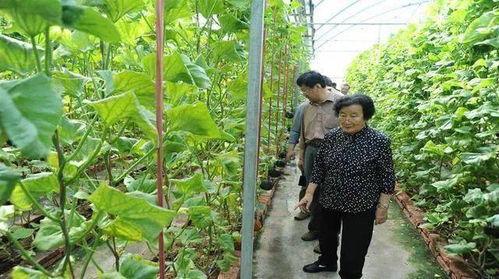 娱乐圈吃瓜小达人是什么