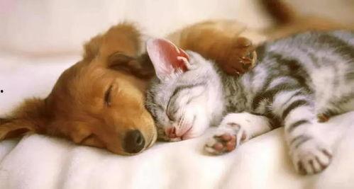 娱乐吃瓜君猫猫狗狗,猫猫狗狗的趣味生活大揭秘