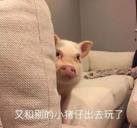 娱乐吃瓜酱猪猪视频,揭秘热门视频背后的趣味故事