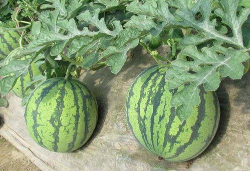 当前娱乐吃瓜,揭秘明星幕后故事